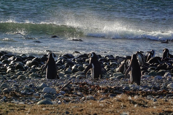 Magellan Pinguine im Wasser an der Insel Magdalena