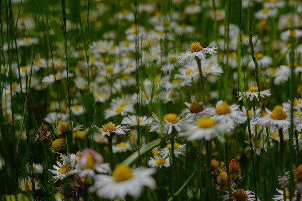 Wildblumen, heimisch, Naturgartenkunde