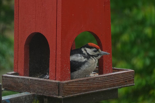 Buntspecht-Junges im Naturgarten