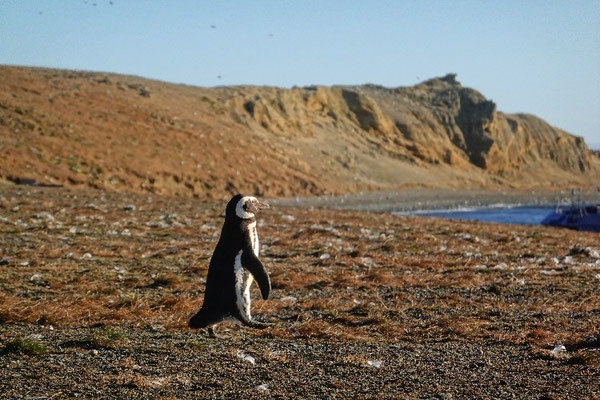 Pinguin in Patagonien genießt die Aussicht auf die Magellan Straße