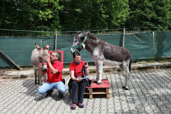 Die Esel Karim und Baldur