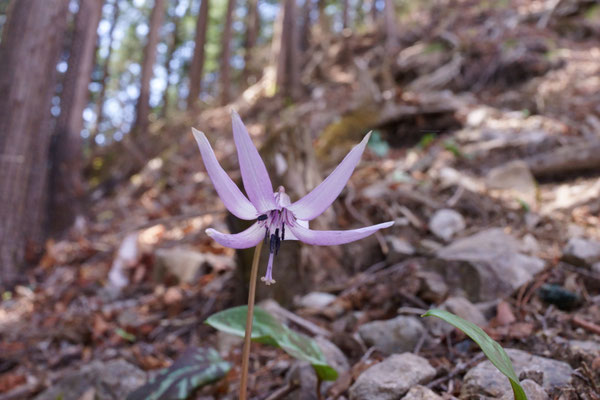４月　日光・鳴虫山　カタクリ