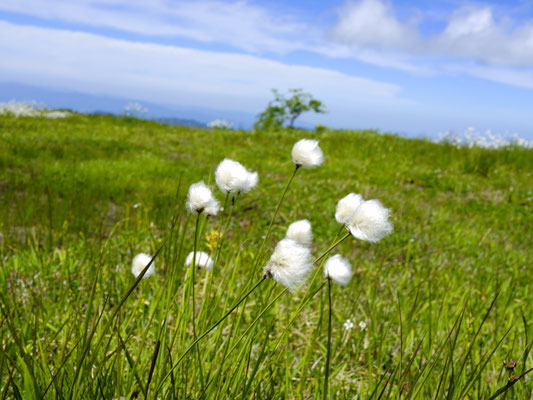 ７月　薬師岳　ワタスゲ