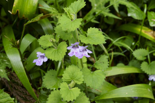 ４月　高尾山　カキドオシ