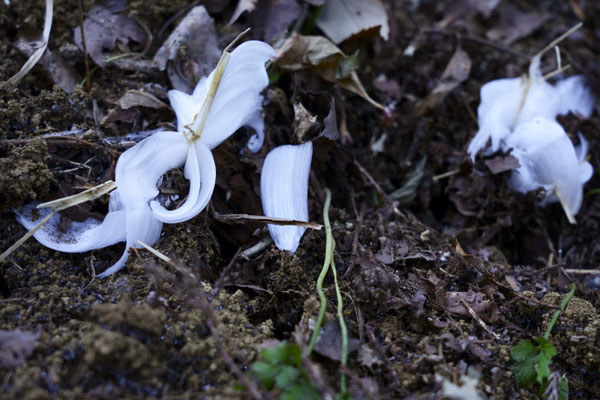 ２月　高尾山　シモバシラ