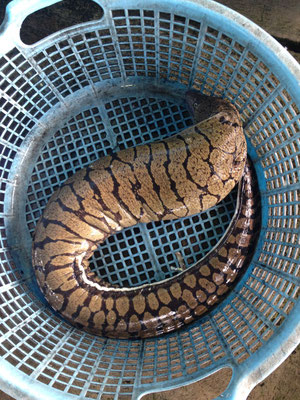 ハワイウツボ