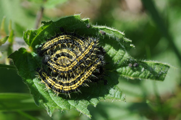 Raupe Kleiner Fuchs (Foto: Dr. E. Pfeuffer LBV-Bildarchiv)