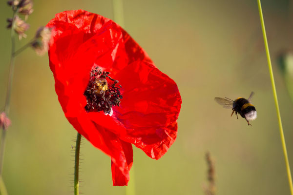 Klatschmohn (Foto: I. Rittscher LBV-Bildarchiv)