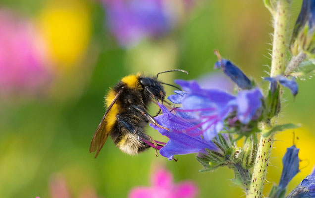 Gartenhummel (Foto: E. Obster LBV-Bildarchiv)