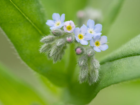 Acker-Vergissmeinnicht (Foto: O. Wittig LBV-Bildarchiv)