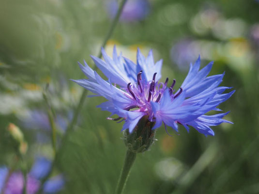 Kornblume (Foto: F. Wenger LBV-Bildarchiv)