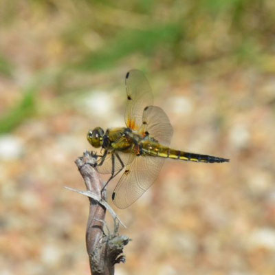 Vierfleck-Libelle (Foto: F. Durst)