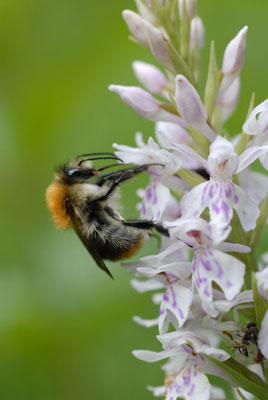 Ackerhummel (Foto: Dr. E. Pfeuffer LBV-Bildarchiv)