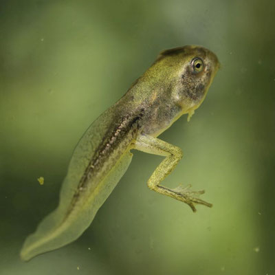 Kaulquappe des Laubfroschs (Foto: R. Sturm LBV-Bildarchiv)