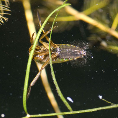 Rückenschwimmer (Foto: O. Wittig LBV-Bildarchiv)