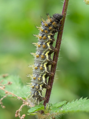 Raupe Admiral (Foto: O. Wittig LBV-Fotoarchiv)