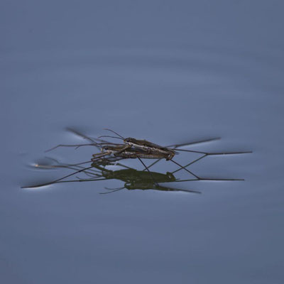 Wasserläufer (Foto: M. Bosch LBV-Bildarchiv)