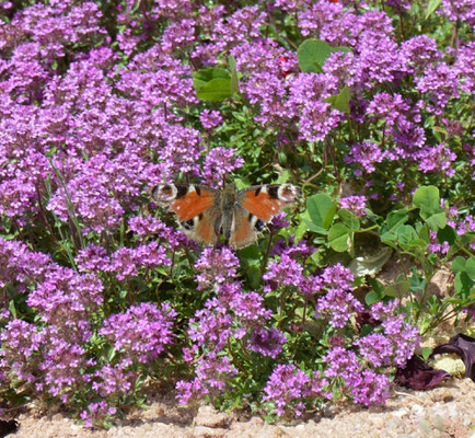 Tagpfauenauge (Foto: F. Durst)