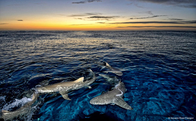 LEMON SHARK AL TRAMONTO