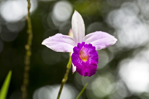 Orchidee