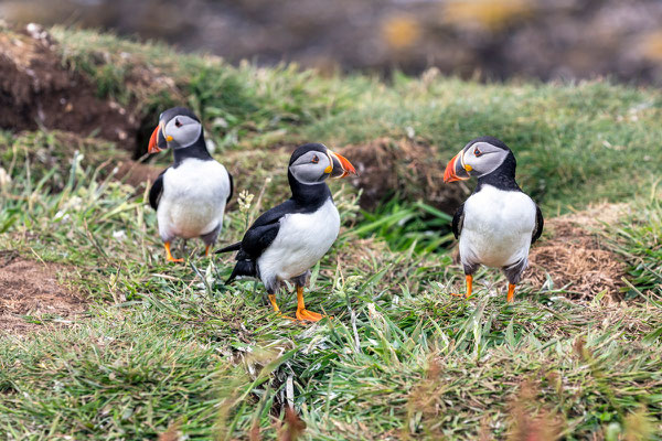 Puffin 