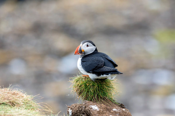 Puffin 