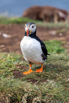 Puffin 