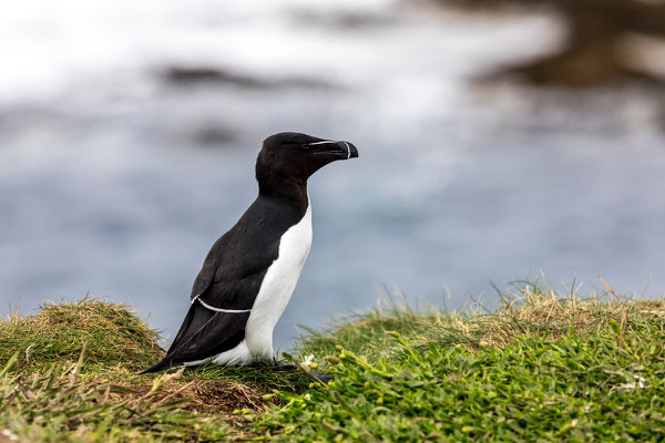 Tordalk / Razorbill