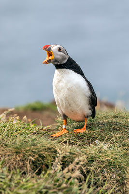 Puffin 