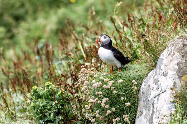 Puffin 