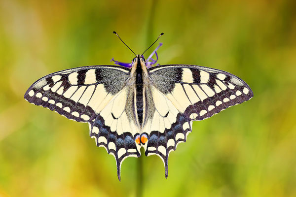 Schwalbenschwanz (Papilio machaon)