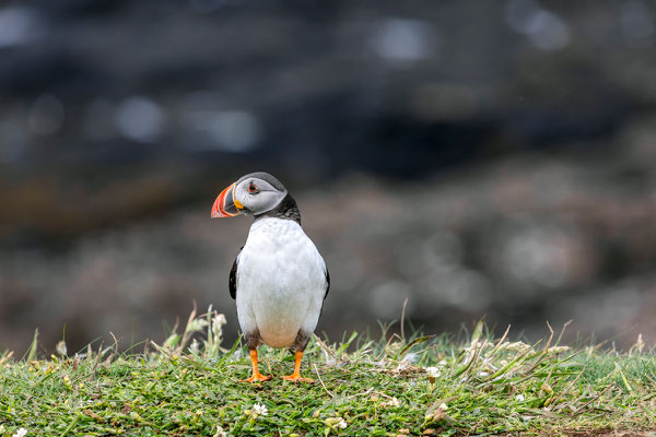 Puffin 