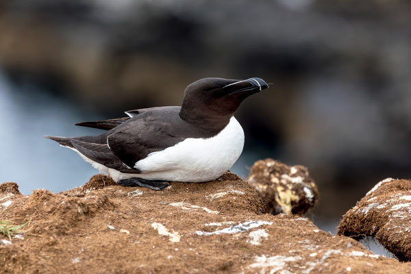 Tordalk / Razorbill
