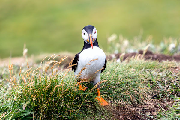 Puffin 