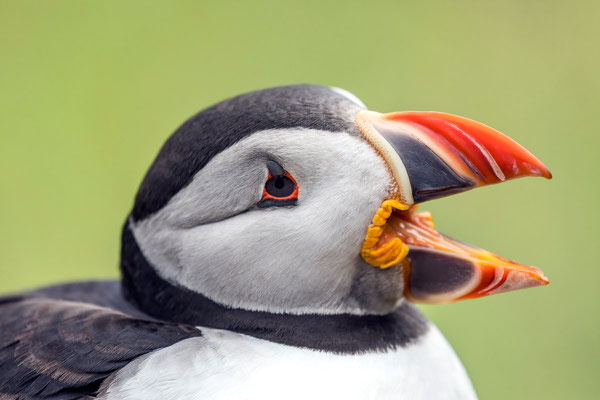 Puffin 