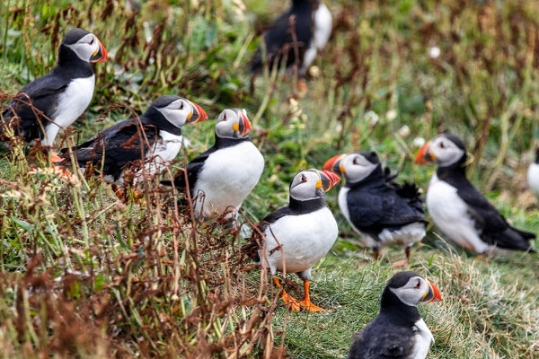 Puffin 