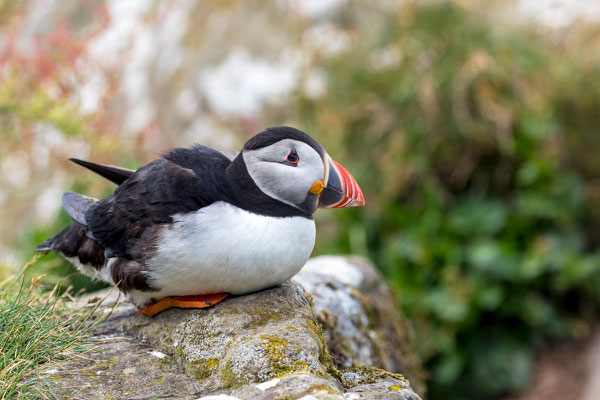 Puffin 