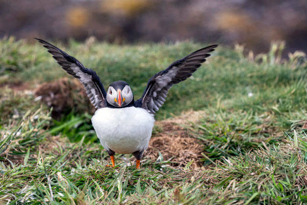 puffin