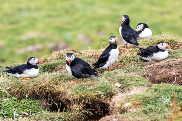 Puffin 