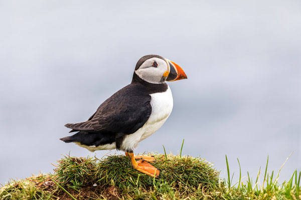 Puffin 