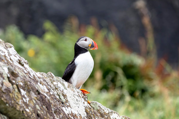 Puffin 
