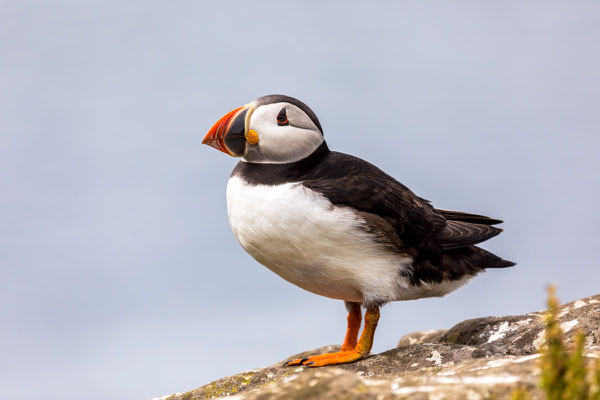 Puffin 