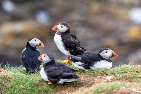 Puffin 