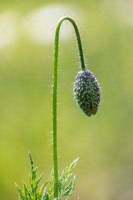 Mohn