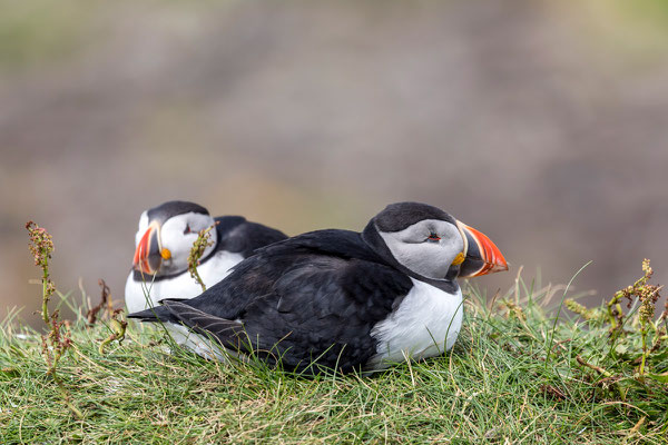 Puffin 