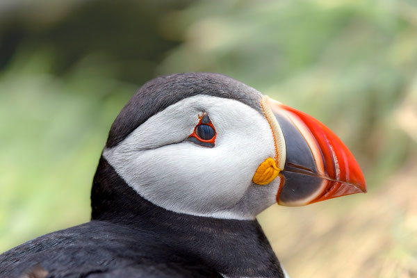 Puffin 