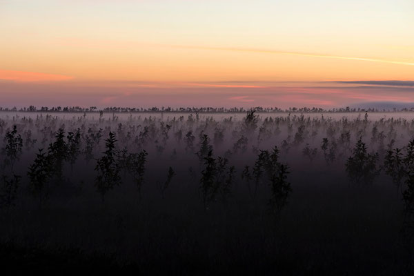 orange fog