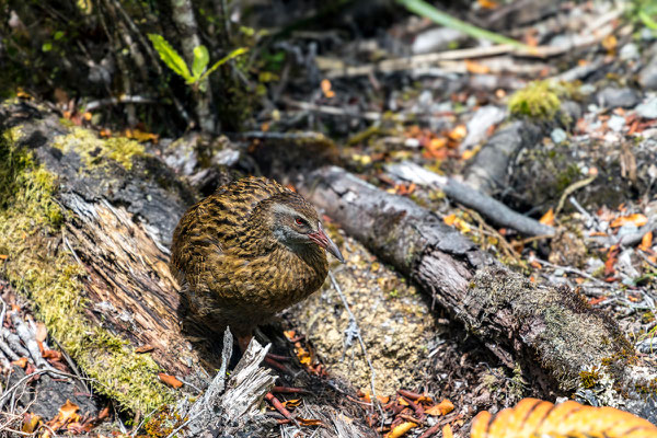 Weka