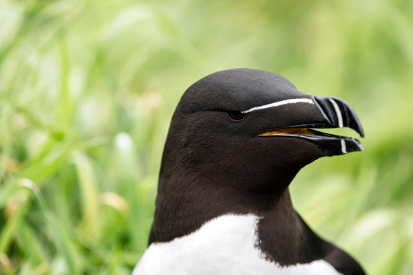 Tordalk / Razorbill