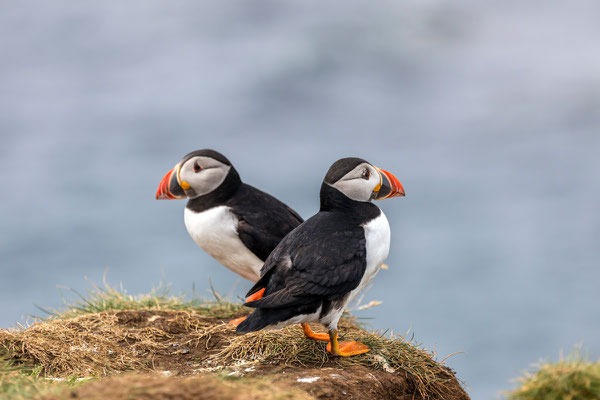 Puffin 